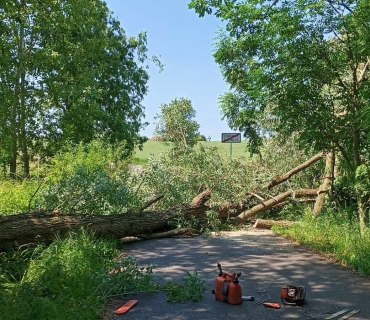 Ořez keřů a kácení stromů