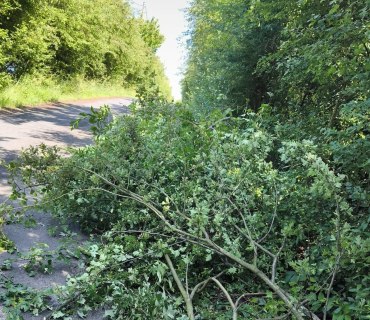 Ořez keřů a kácení stromů